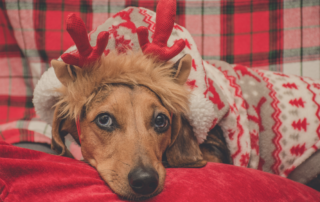 Dachshund wearing red reindeer antlers and a Christmas sweater on a plaid blanket — holiday shopping in Brookfield Wisconsin
